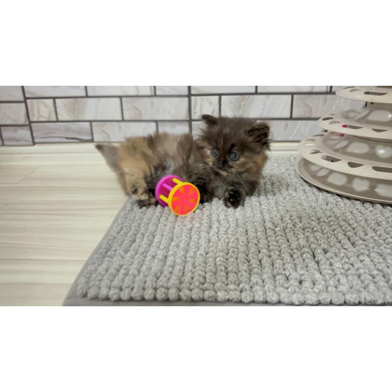 販売中の福岡県のマンチカン(短足)-130672の4枚目