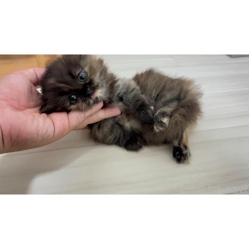 販売中の福岡県のマンチカン(短足)-130672の3枚目