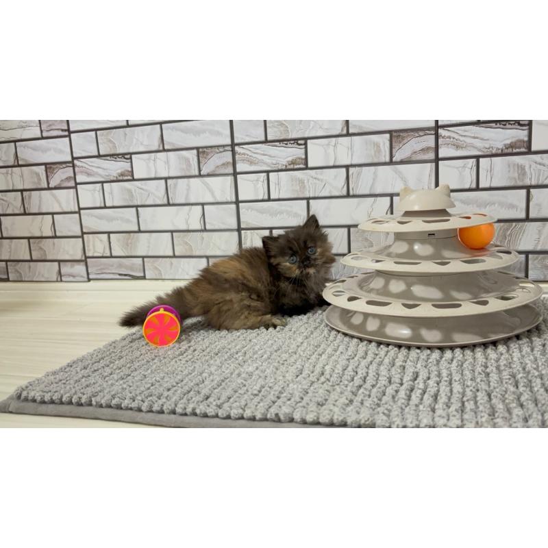 販売中の福岡県のマンチカン(短足)-130672の2枚目