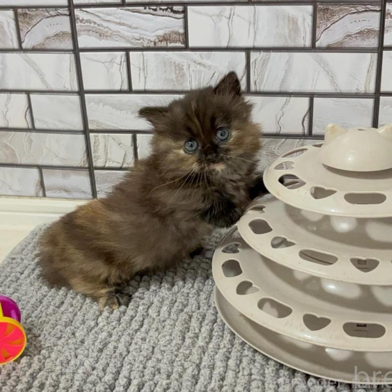 販売中の福岡県のマンチカン(短足)-130672