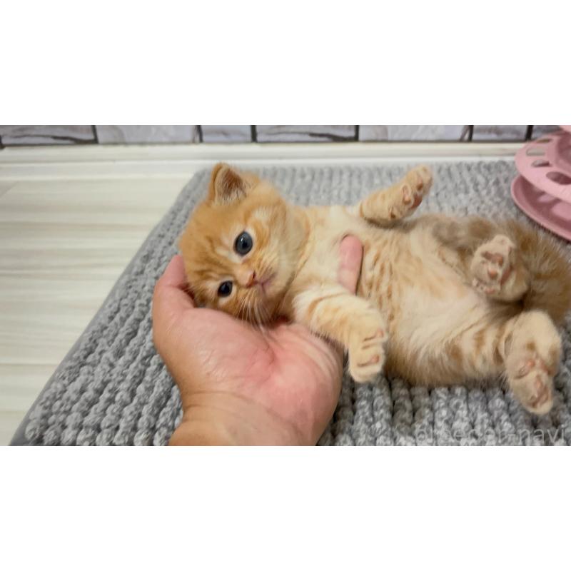 販売中の福岡県のマンチカン-130673の2枚目