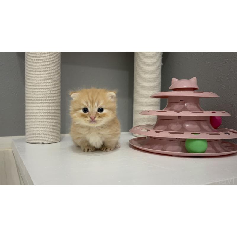 販売中の福岡県のマンチカン(短足)-130674の5枚目