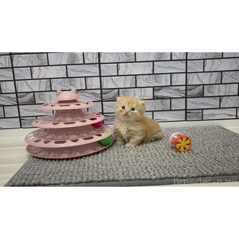 販売中の福岡県のマンチカン(短足)-130674の3枚目