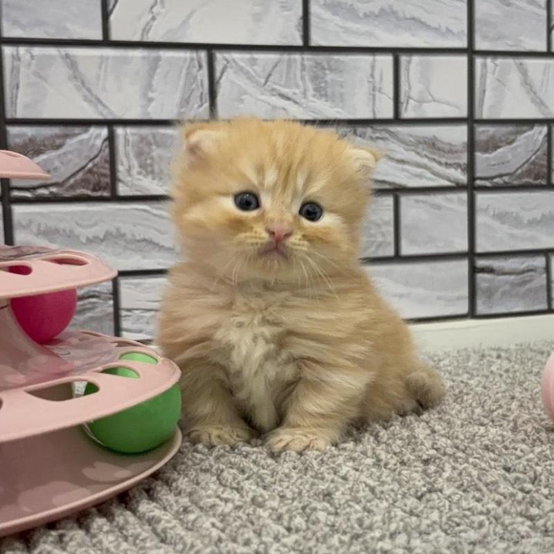 販売中の福岡県のマンチカン(短足)-130674の1枚目