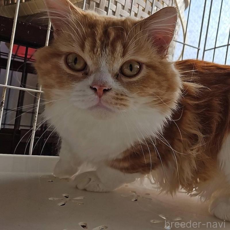 販売中の兵庫県のマンチカン(短足)-106323の1枚目