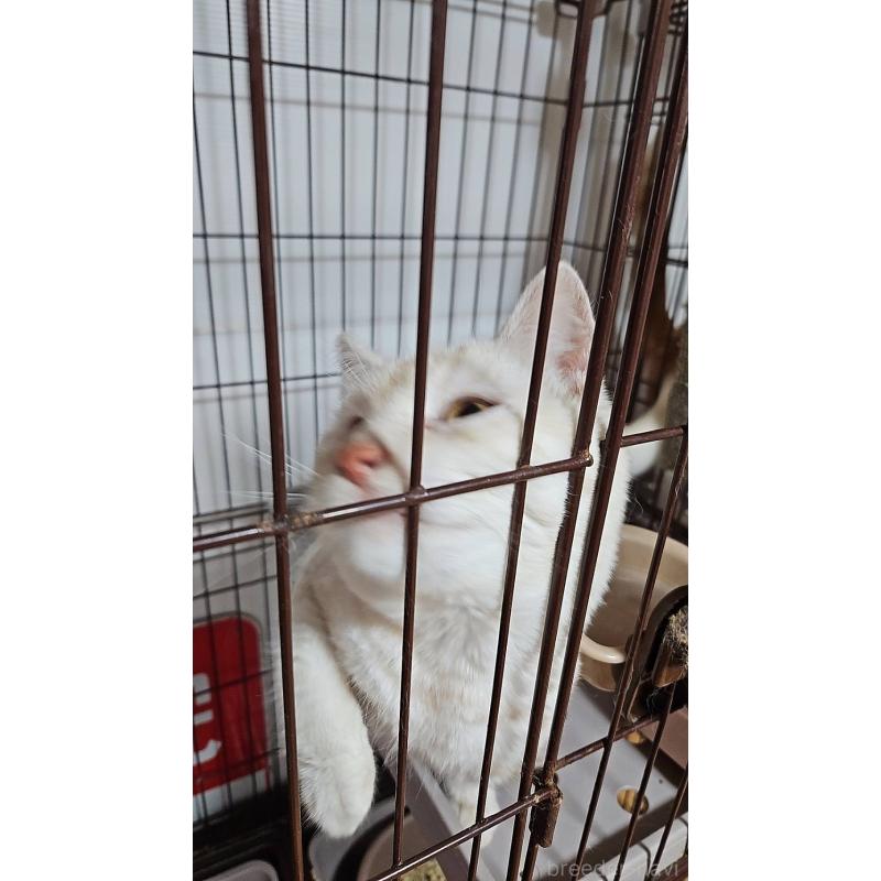 販売中の兵庫県のマンチカン-107693の3枚目