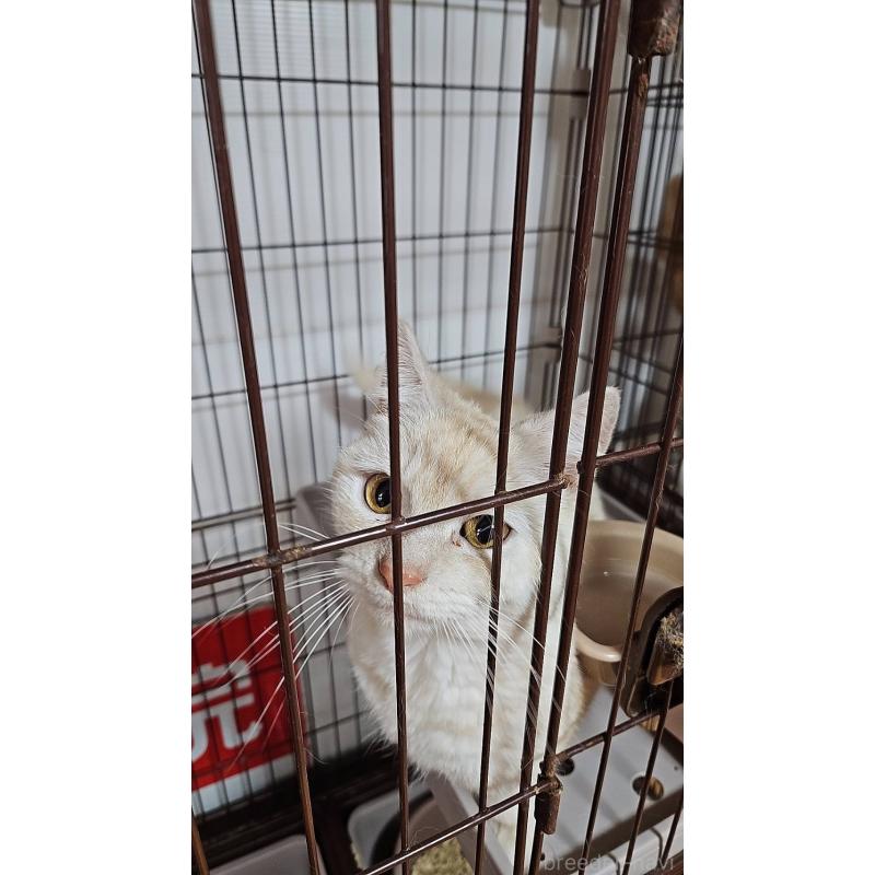 販売中の兵庫県のマンチカン-107693の2枚目