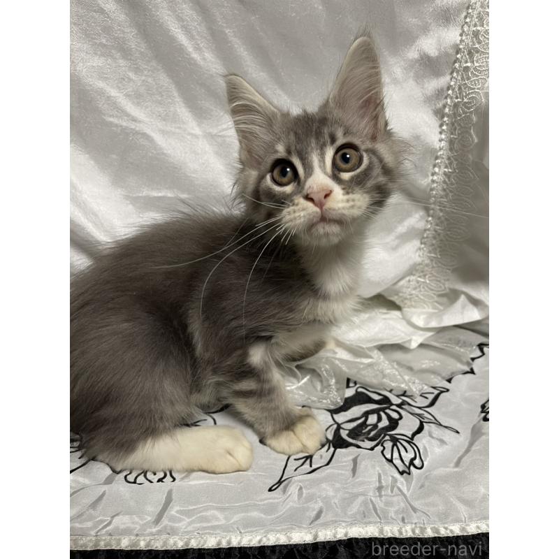 販売中の東京都のメインクーン-130675の4枚目