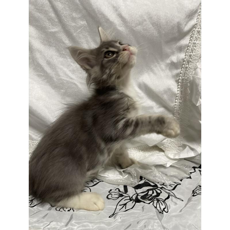 販売中の東京都のメインクーン-130675の3枚目