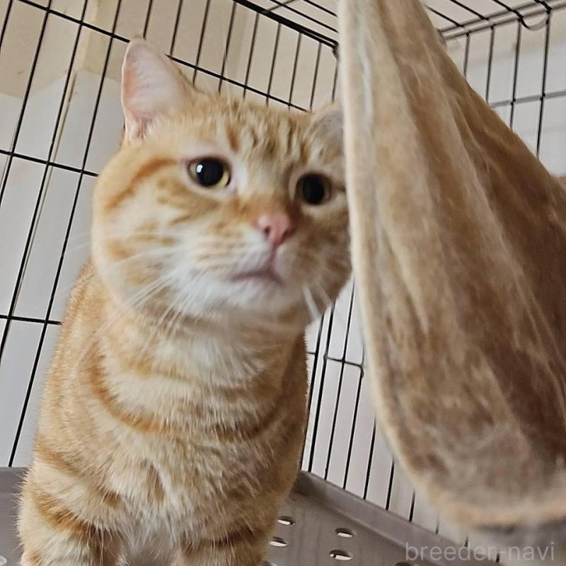 販売中の兵庫県のマンチカン-90669