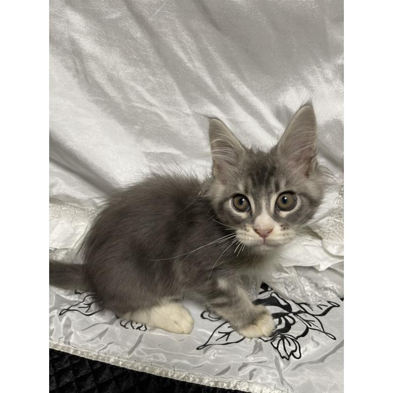 販売中の東京都のメインクーン-130675の2枚目