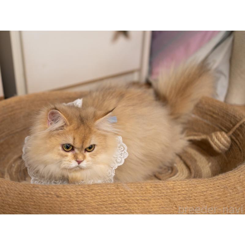 販売中の大阪府のブリティッシュロングヘア-128570の8枚目