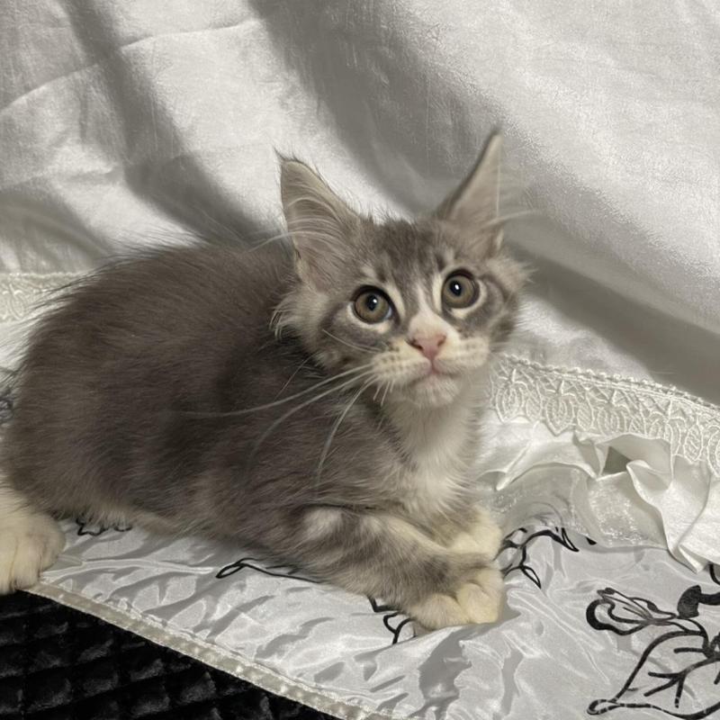 販売中の東京都のメインクーン-130675