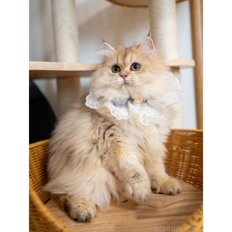 販売中の大阪府のブリティッシュロングヘア-128570の7枚目