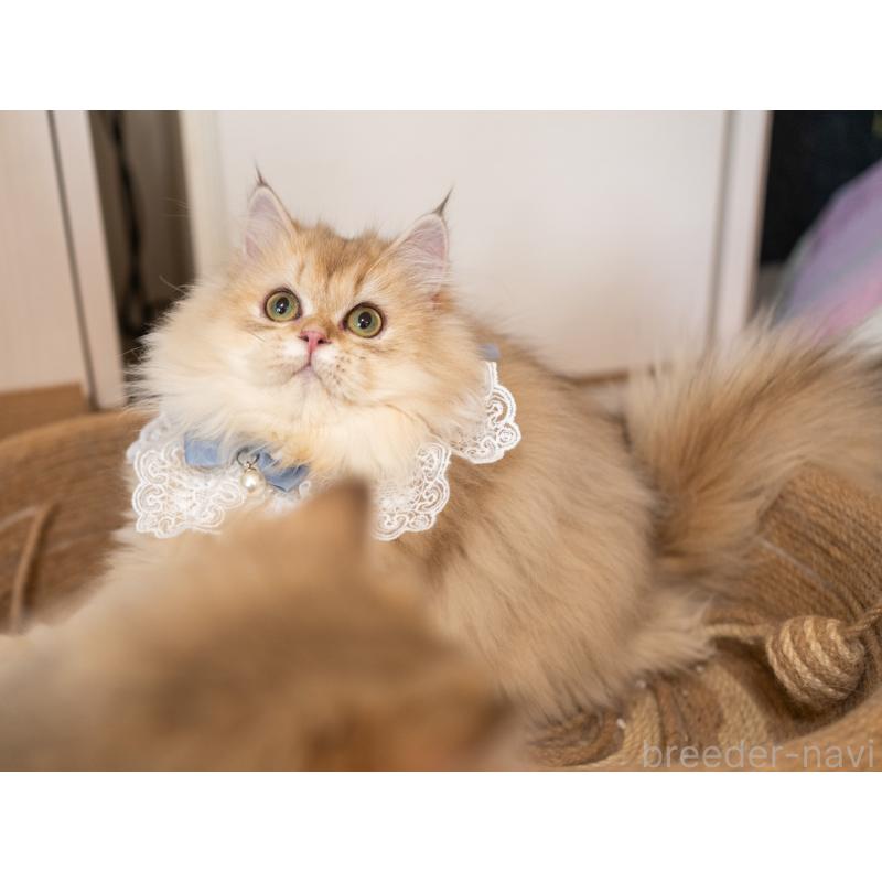 販売中の大阪府のブリティッシュロングヘア-128570の6枚目