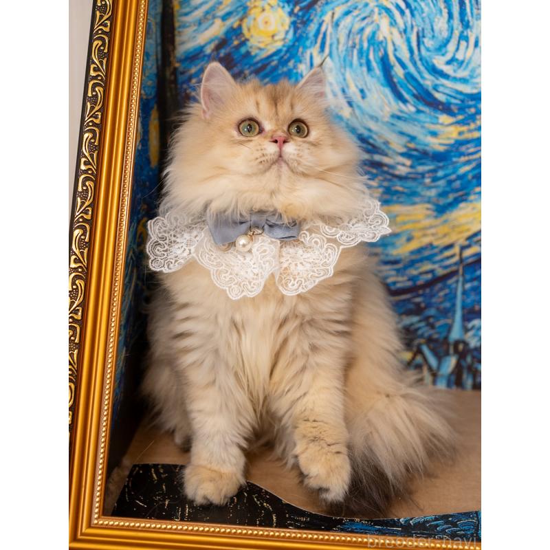 販売中の大阪府のブリティッシュロングヘア-128570の5枚目