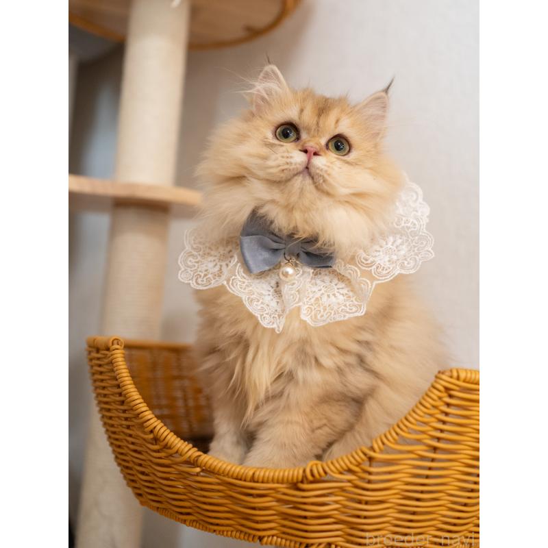 販売中の大阪府のブリティッシュロングヘア-128570の4枚目