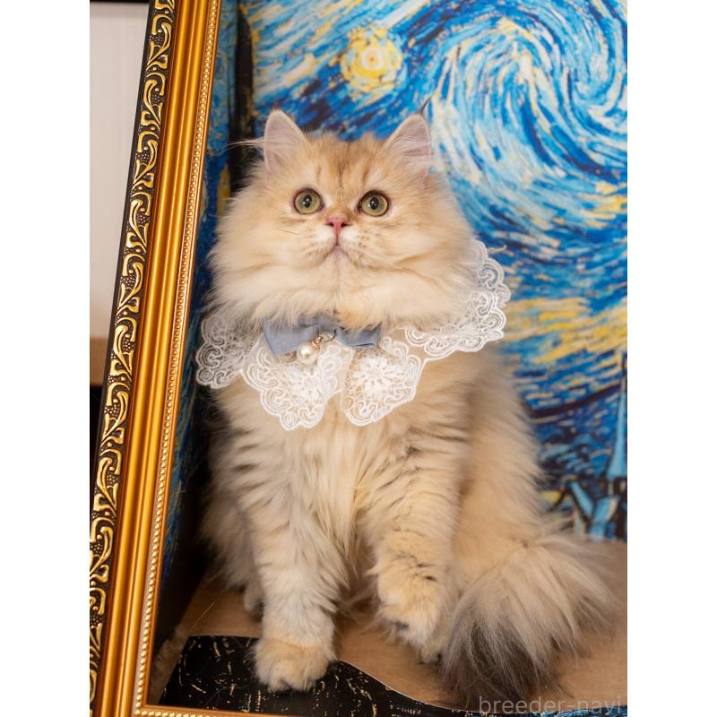 販売中の大阪府のブリティッシュロングヘア-128570の3枚目