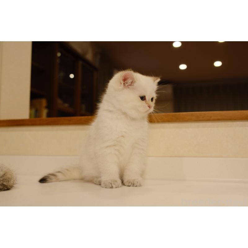 販売中の広島県のブリティッシュショートヘア-129783の13枚目