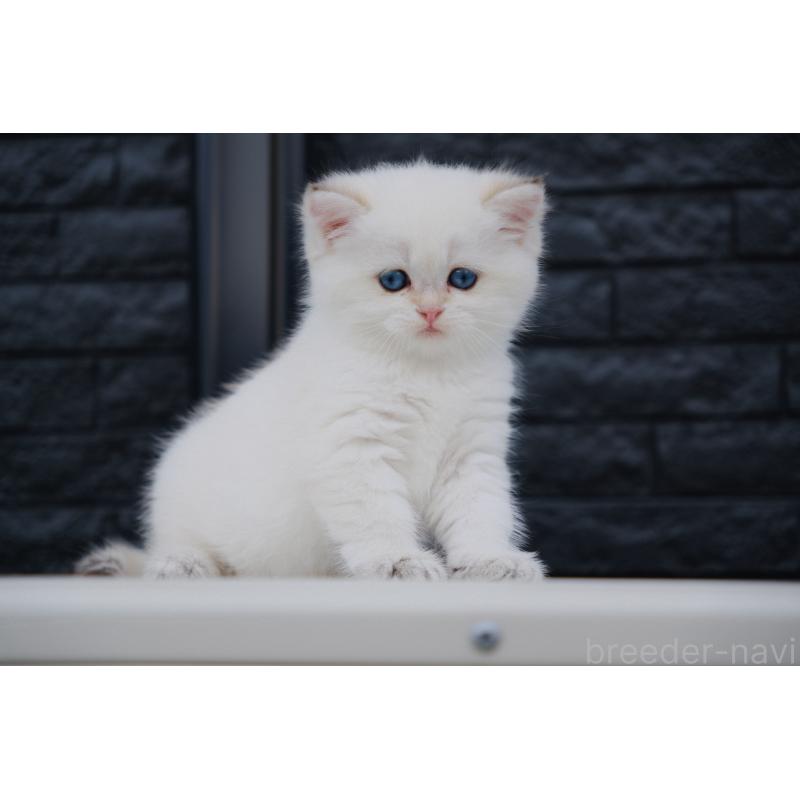 販売中の広島県のブリティッシュショートヘア-129783の12枚目