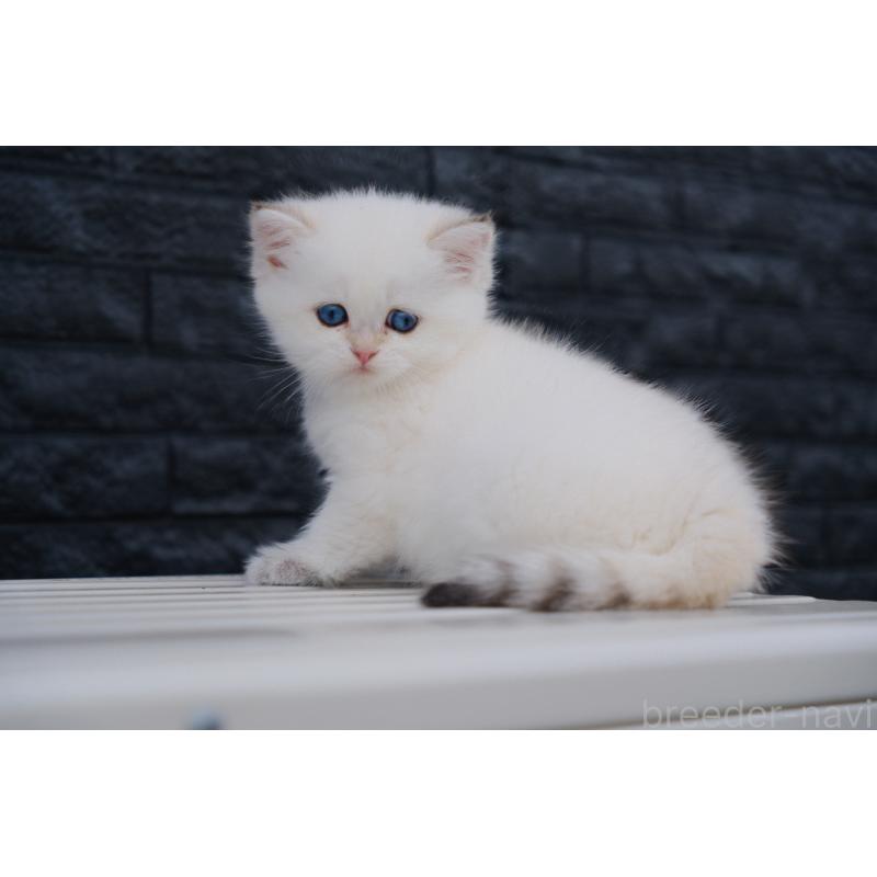 販売中の広島県のブリティッシュショートヘア-129783の11枚目