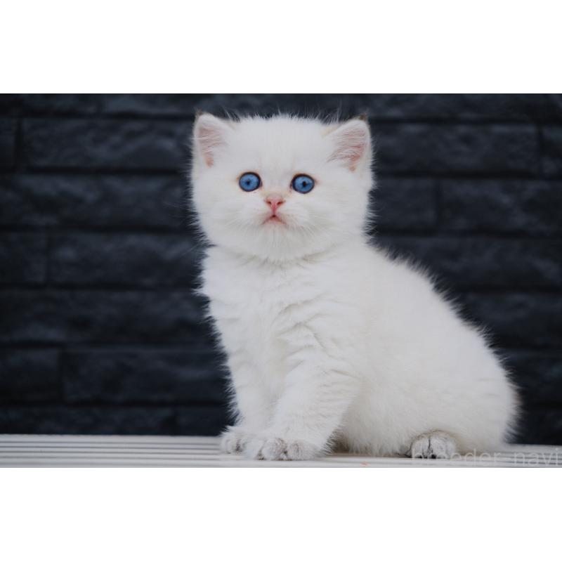 販売中の広島県のブリティッシュショートヘア-129783の10枚目