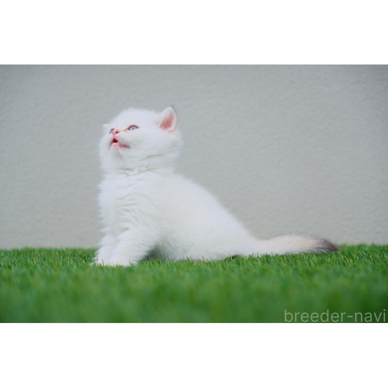 販売中の広島県のブリティッシュショートヘア-129783の9枚目