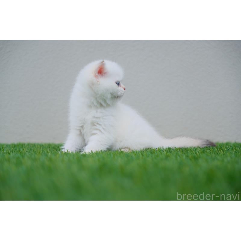 販売中の広島県のブリティッシュショートヘア-129783の8枚目