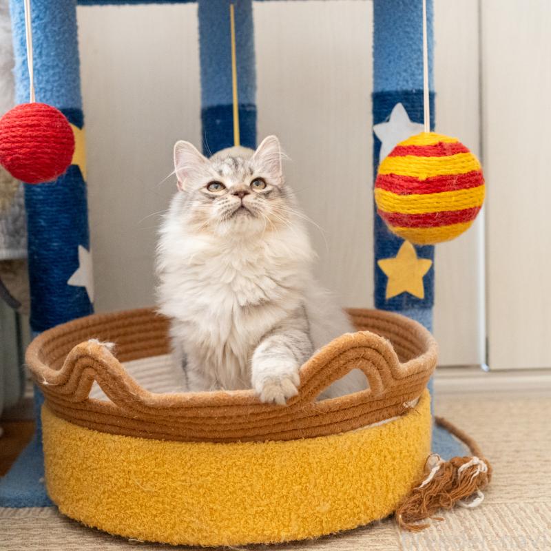 販売中の大阪府のサイベリアン-127477の9枚目