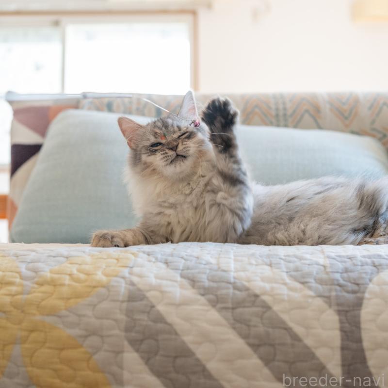 販売中の大阪府のサイベリアン-127477の8枚目