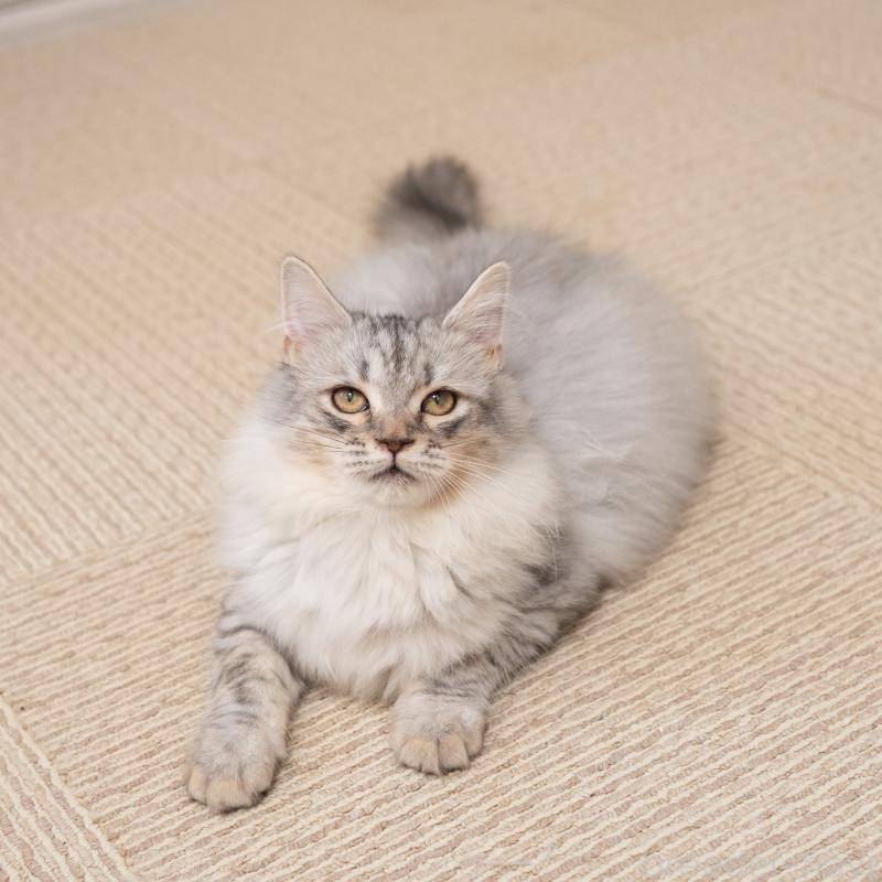 販売中の大阪府のサイベリアン-127477の7枚目