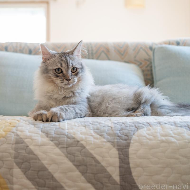 販売中の大阪府のサイベリアン-127477の6枚目