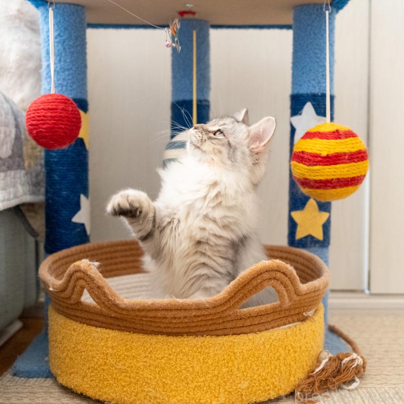 販売中の大阪府のサイベリアン-127477の5枚目