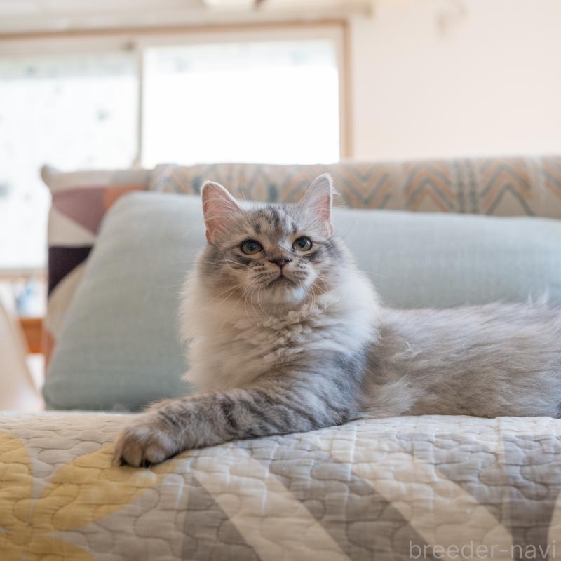 販売中の大阪府のサイベリアン-127477の4枚目