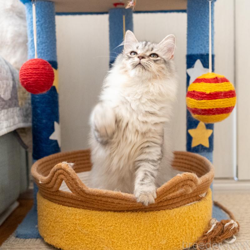 販売中の大阪府のサイベリアン-127477の3枚目