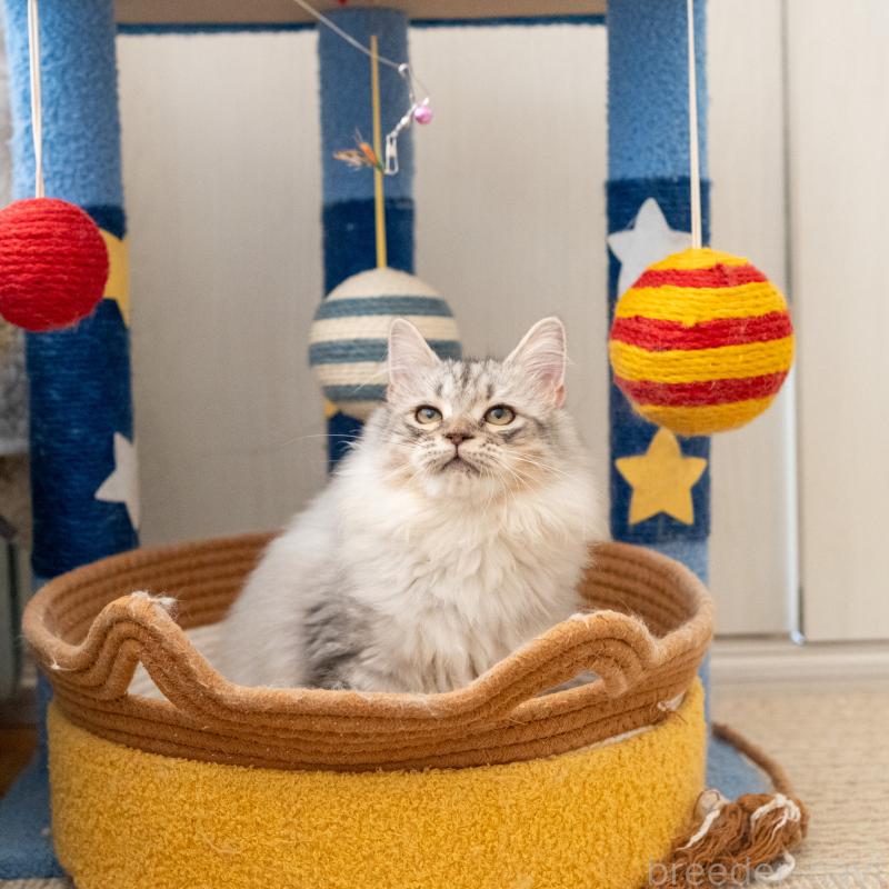 販売中の大阪府のサイベリアン-127477の2枚目