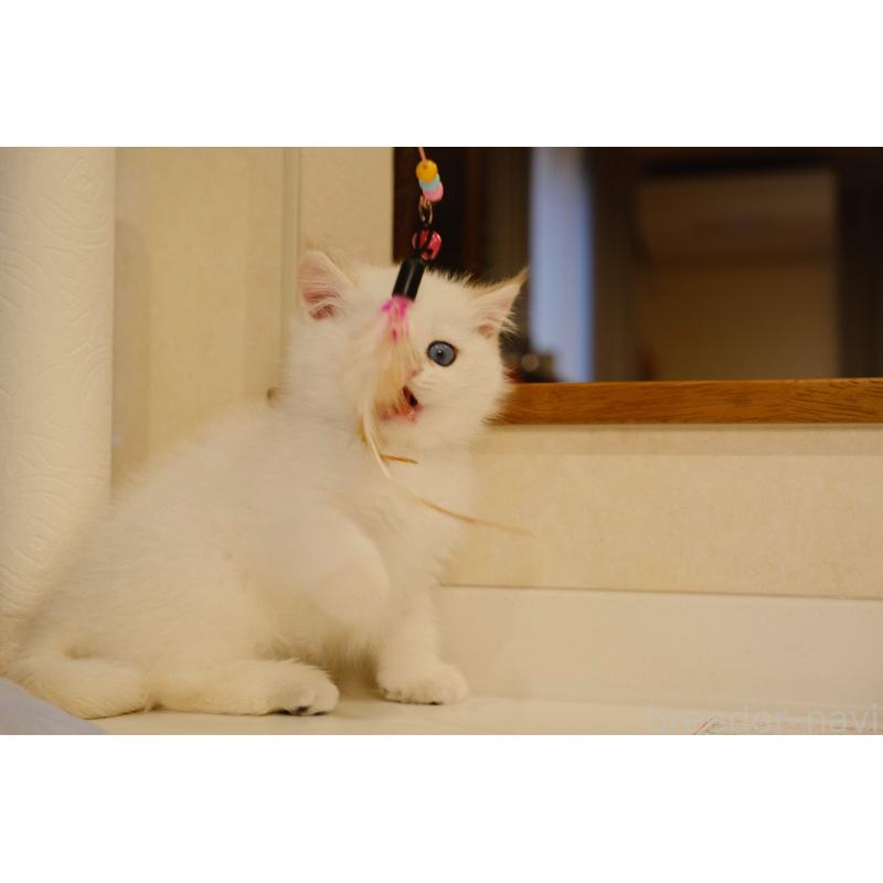 販売中の広島県のブリティッシュショートヘア-129787の10枚目