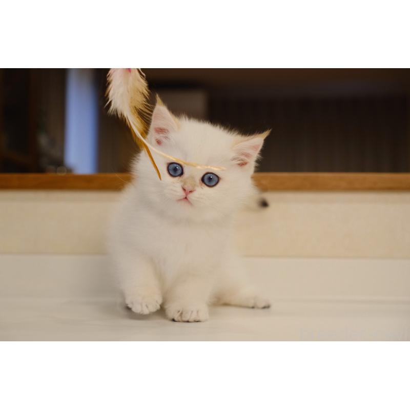 販売中の広島県のブリティッシュショートヘア-129787の9枚目