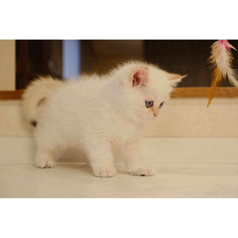 販売中の広島県のブリティッシュショートヘア-129787の8枚目