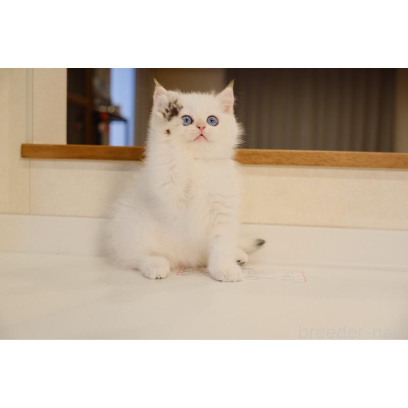 販売中の広島県のブリティッシュショートヘア-129787の7枚目