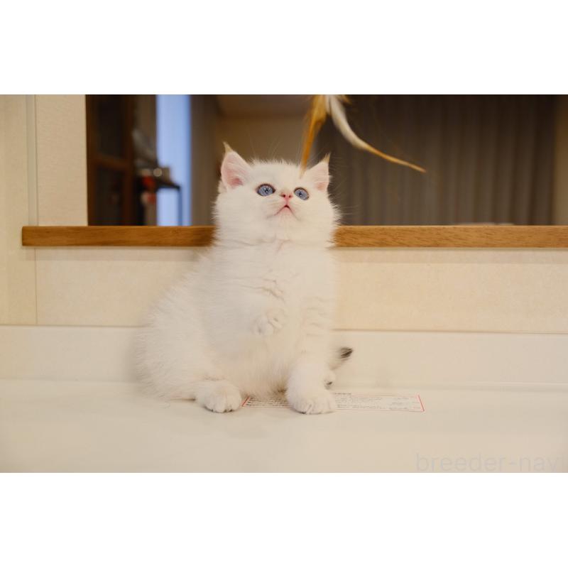 販売中の広島県のブリティッシュショートヘア-129787の6枚目