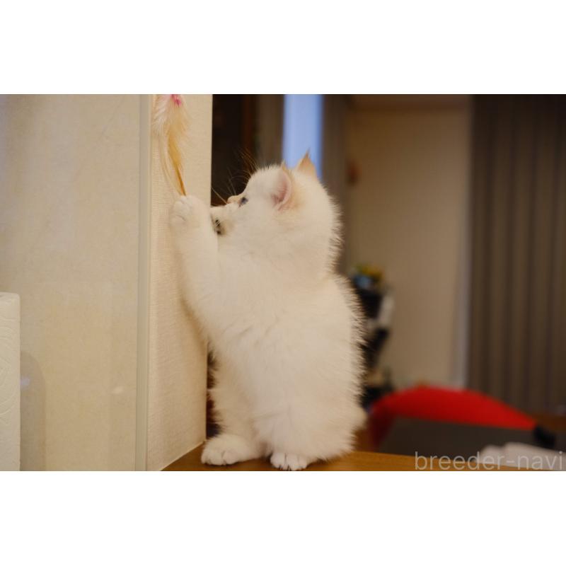 販売中の広島県のブリティッシュショートヘア-129787の5枚目