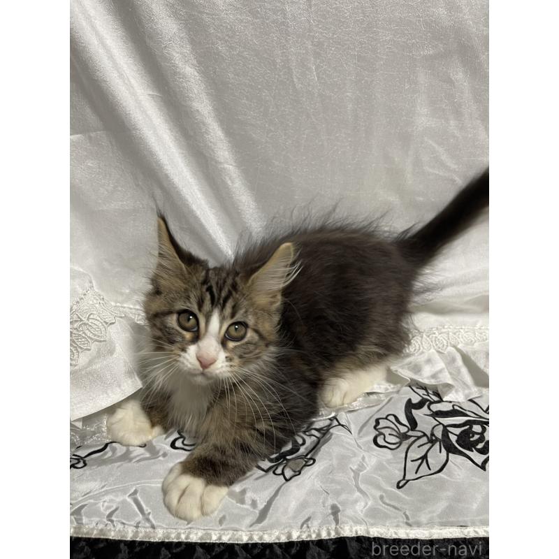 販売中の東京都のメインクーン-130676の5枚目