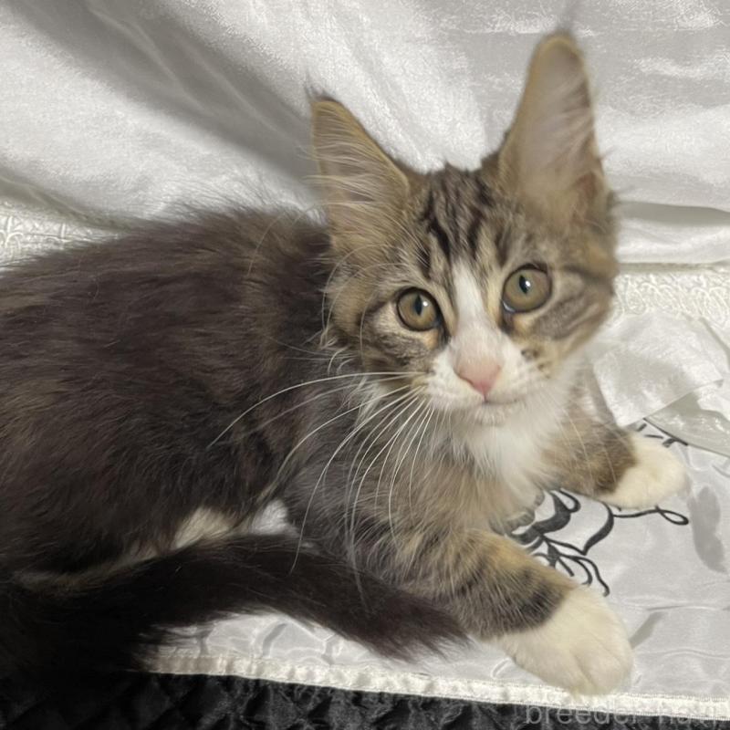 販売中の東京都のメインクーン-130676の1枚目