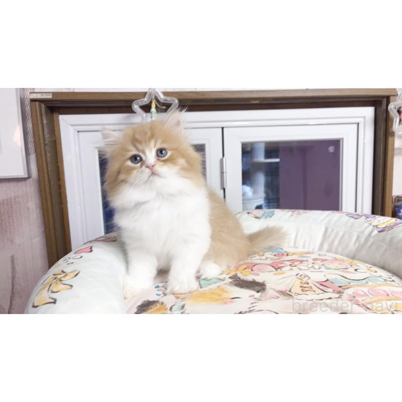 販売中の千葉県のミヌエット-130677の5枚目