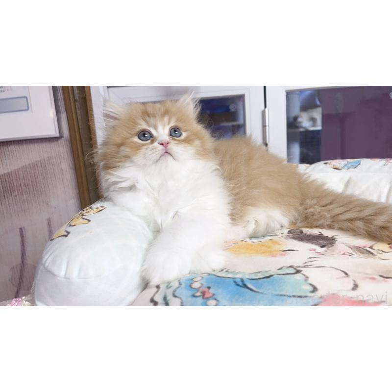 販売中の千葉県のミヌエット-130677の4枚目