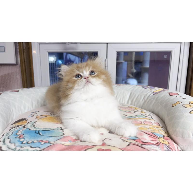 販売中の千葉県のミヌエット-130677の2枚目