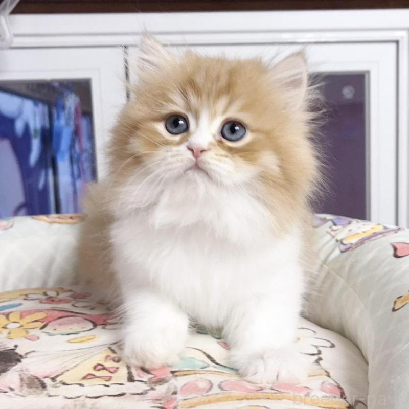 販売中の千葉県のミヌエット-130677