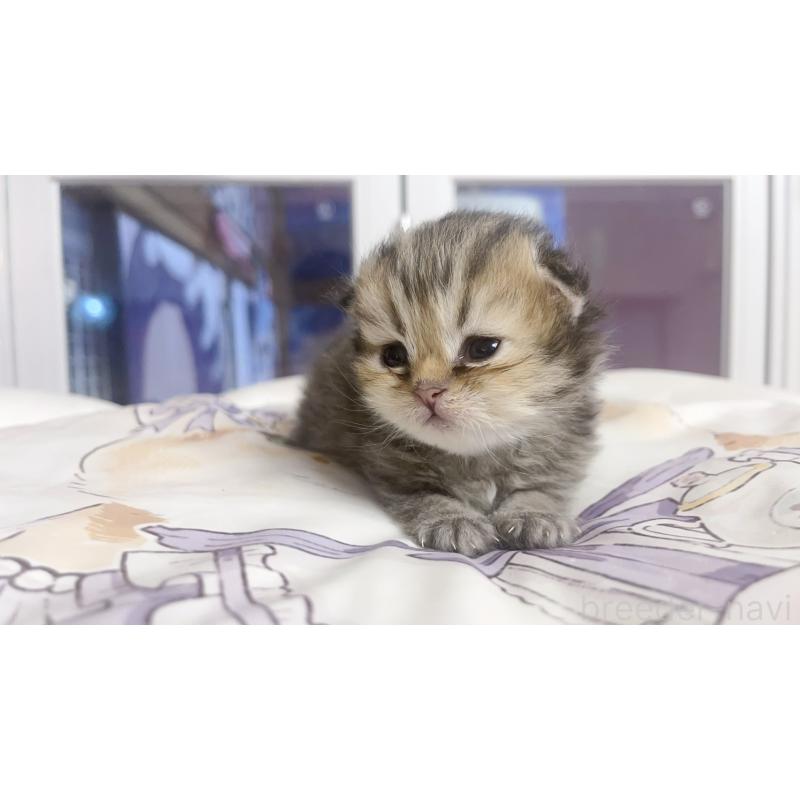 販売中の千葉県のペルシャ(チンチラ)-130678の5枚目