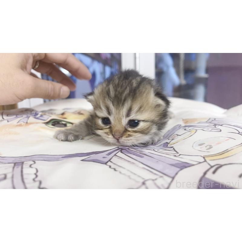 販売中の千葉県のペルシャ(チンチラ)-130678の3枚目